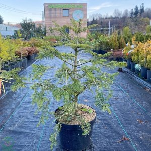 Jedľa biela (Abies Alba), výška: 50-70 cm, kont. C7.5L